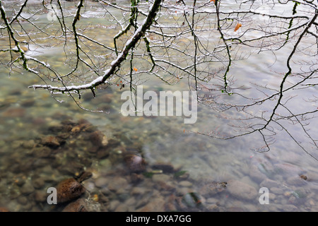View on a mountain stream from under a snow covered branch. Foto Stock