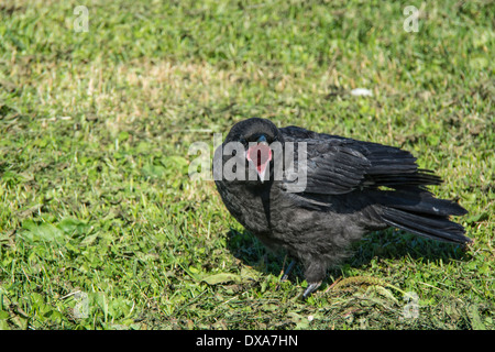 Baby American Crow, Corvus brachyrhynchos, con il suo becco wide open, chiedendo di essere alimentato, Alaska, STATI UNITI D'AMERICA Foto Stock