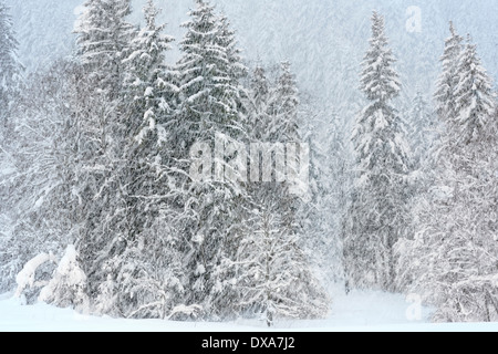 Alberi di pino con neve durante la bizzarda. Foto Stock