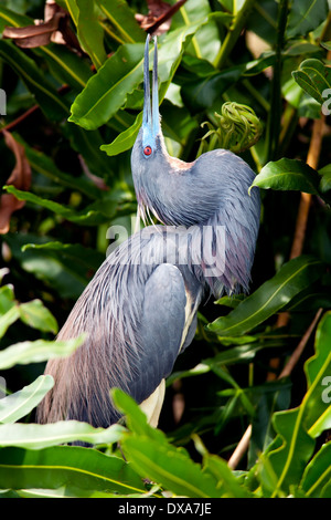 Airone tricolore - Wakodahatchee zone umide - Delray Beach, Florida USA Foto Stock