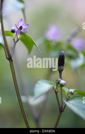 Peperoncino, Capsicum annuum " Zimbabwe " nero, viola fiori e boccioli con un piccolo peperoncino nero e viola tingono foglie. Foto Stock
