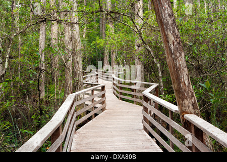Il Boardwalk Trail a cavatappi palude Santuario - vicino a Napoli, Florida USA Foto Stock