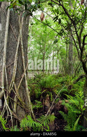 Struttura di cavatappi palude Santuario - vicino a Napoli, Florida USA Foto Stock