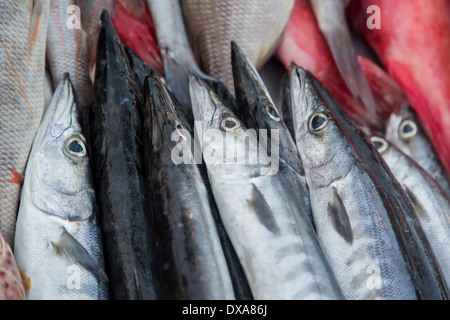 Pesce fresco Foto Stock