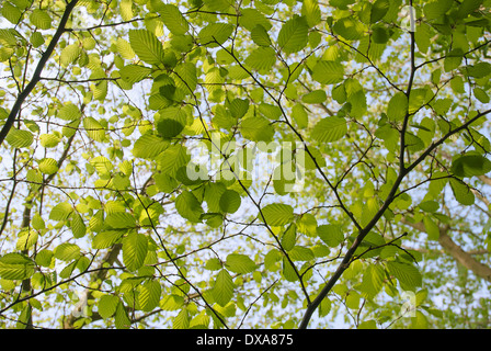 Faggio faggio Fagus sylvatica, foglie e ramoscelli visto dal di sotto, in presenza di luce solare contro un cielo blu. Foto Stock
