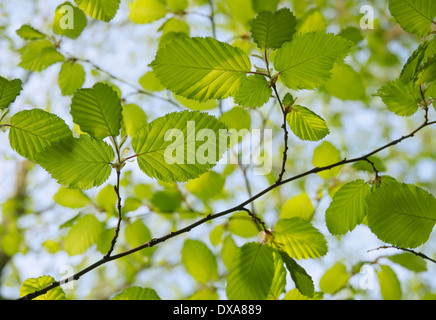 Faggio faggio europeo Fagus sylvatica foglie e ramoscelli visto dal di sotto in presenza di luce solare contro un cielo blu. Chiudi vista Foto Stock