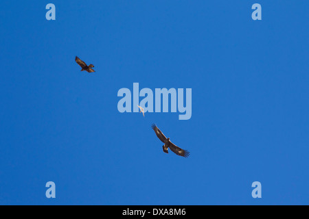 Comune di gheppio (Falco tinnunculus) scacciano due europeo immaturi l' Aquila reale (Aquila chrysaetos) in volo Foto Stock