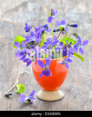 Viole fiori (Viola odorata) su uno sfondo di legno Foto Stock
