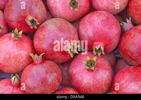 Raccolte melagrane 'Punica granatum'. Foto Stock