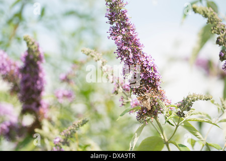 Argento Y Tarma Autographa gamma, su Buddleja davdii Foto Stock