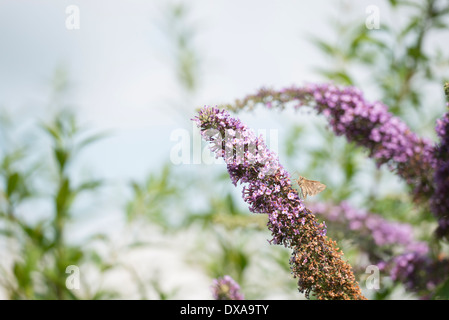 Argento Y Tarma Autographa gamma, su Buddleja davdii Foto Stock