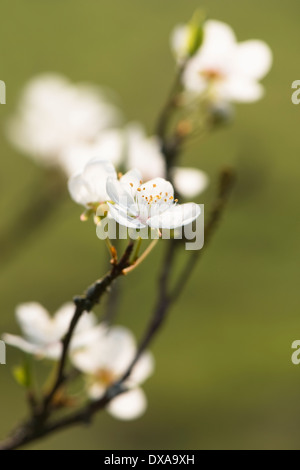 Cherry Plum, Prunus divaricata o Prunus cerasifera sottospecie divaricata in fiore in primavera Foto Stock