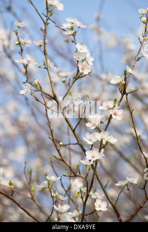 Cherry Plum, Prunus divaricata o Prunus cerasifera sottospecie divaricata in fiore in primavera Foto Stock