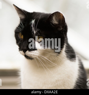 Donne in bianco e nero a pelo corto gatto in un giardino Foto Stock