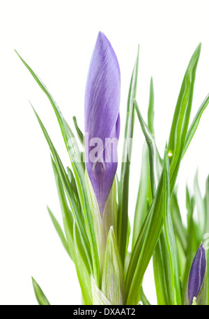 Viola crocus germoglio di fiore su sfondo bianco Foto Stock