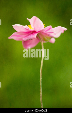 Anemone hupehensis var. japonica lato in vista di un unico colore rosa anemone giapponese sparato contro un effetto pittorica green Foto Stock