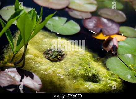 Una rana si siede su alghe verdi in un laghetto in giardino Foto Stock