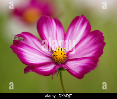Cosmos bipinnatus "Candy Stripe' Fiore con un hoverfly arroccato su di esso. Foto Stock