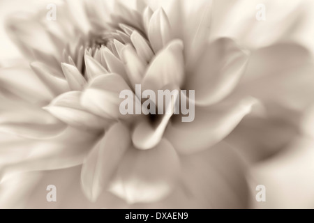 Tipo di ninfea dahlia close up mostra petali. Foto Stock
