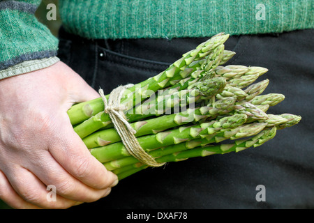 Uomo con fresco verde asparago (Asparagus officinalis) spears in un giardino, REGNO UNITO Foto Stock