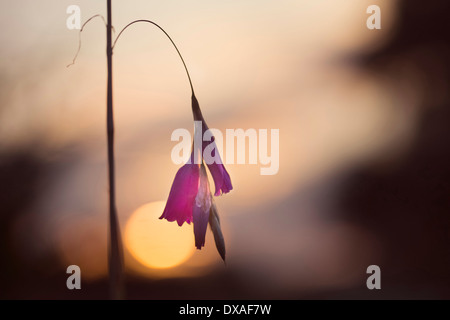 Angelıs canna da pesca, Dierama pulcherrimum, un unico stelo contro il sole di setting. Foto Stock