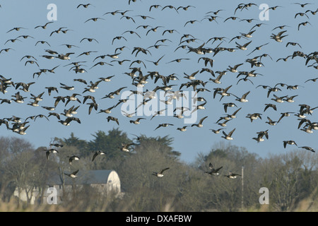 Brent Goose - Branta bernicla - pale-gara panciuto Foto Stock