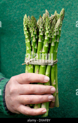 Uomo con fresco verde asparago (Asparagus officinalis) spears in un giardino, REGNO UNITO Foto Stock