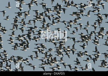 Brent Goose - Branta bernicla - pale-gara panciuto Foto Stock