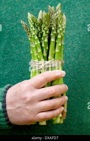Asparagi. Giardiniere che tiene le lance di asparagi verdi freschi (Asparagus officinalis) in un giardino, Regno Unito Foto Stock
