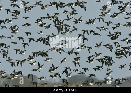 Brent Goose - Branta bernicla - pale-gara panciuto Foto Stock