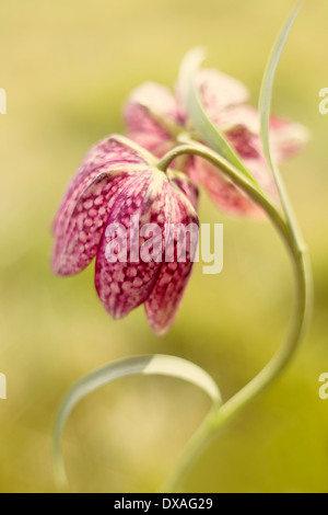 Snake head fritillary, Fritillaria meleagris, unico stelo con diversi fiori su di esso. Foto Stock