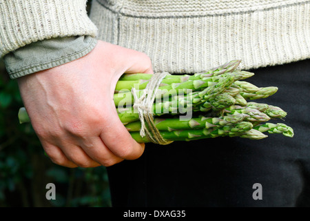 Uomo con fresco verde asparago (Asparagus officinalis) spears in un giardino, REGNO UNITO Foto Stock