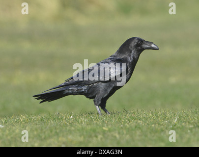 Corvo imperiale Corvus corax Foto Stock