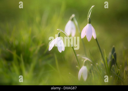 Snowdrop, Galanthus nivalis, un piccolo agglomerato di fiori, a solo un paio di messa a fuoco tra soft focus erba. Foto Stock