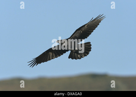 Corvo imperiale Corvus corax Foto Stock