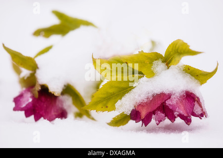 L'elleboro, Helleborus 'Ellen Red', due fiori su un impianto, piegata con il peso della neve su di essi Foto Stock