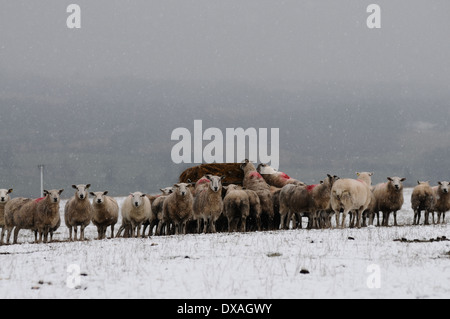 Coperta di neve campo vicino Sherrifmuir, Stirling, Scozia. Pecora mangia fieno durante un inverno tempesta di neve. Foto Stock