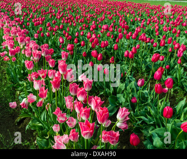Campi di Tulipani rosa in piena fioritura. Tulip annuale festival, Woodburn, Oregon Foto Stock