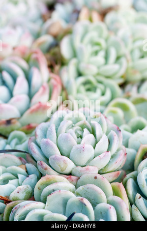 Echeveria, Echeveria elegans, close up mostra stretto motivo floreale. Foto Stock