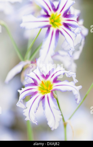 Gloria andina del sole lily, Leucocoryne vittata, colouful viola e fiori bianchi. Foto Stock