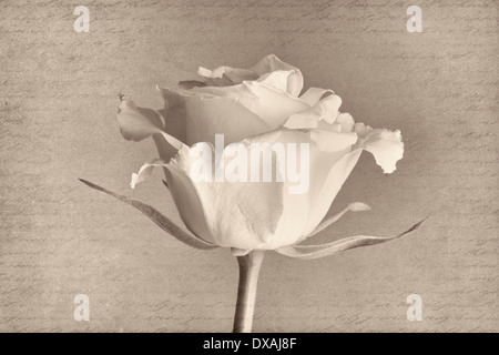 Rosa, rosa, bianco e nero vista laterale contro un manoscritto dello sfondo. Foto Stock