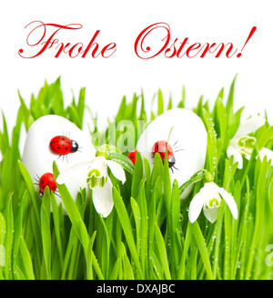 Fresco verde erba con le uova di pasqua su sfondo bianco. frohe ostern! Scheda tedesco concept Foto Stock