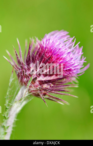 Musk thistle, Carduus nutans, viola impulso breve fiore. Foto Stock