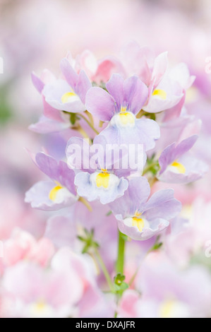 Nemesia, Nemesia "Amelie", close up dei fiori viola. Foto Stock