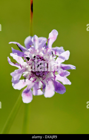 Scabious, Field scabious, Knautia arvense, viola fiori colorati crescere all'aperto. Foto Stock