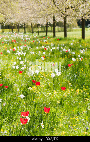 Prato con alberi in fiore e la varietà della molla di piante fiorite miscelato con erbe. Foto Stock