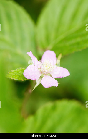 Blackberry, Rubus laciniatus " Chester' fiore, vicino fino contro soft focus foglie. Foto Stock