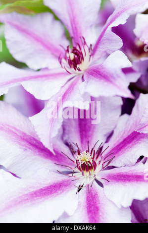 La clematide "Ooh la la', 2 fiori di sovrapposizione. Foto Stock