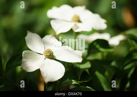 Fioritura sanguinello, Cornus florida, vicino fino di 2 fiori in pezzata dalla luce del sole. Foto Stock