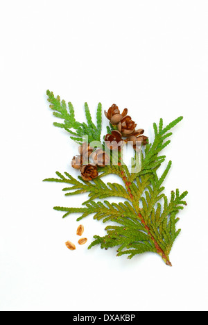 Arborvitae orientale Foto Stock